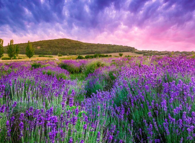 Wallpaper lavender, field, sky, mountain, Provence, France, Europe, 4k, Nature 7477110074